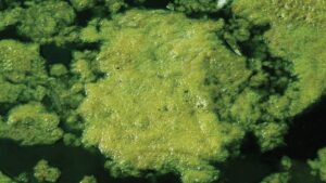 Perfect Fit Tank Liners Green Algae in Water